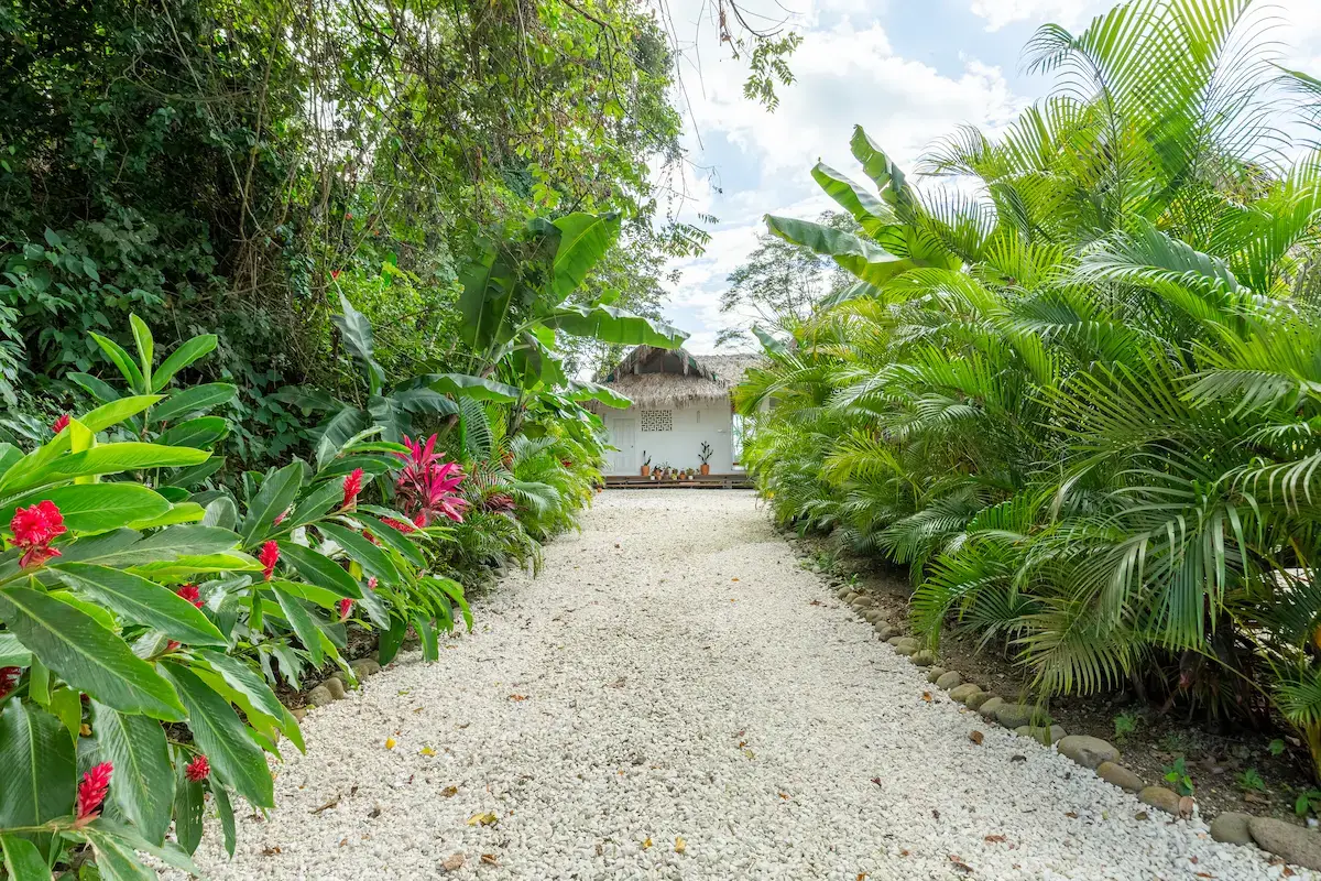 Otoctone La Javanaise 